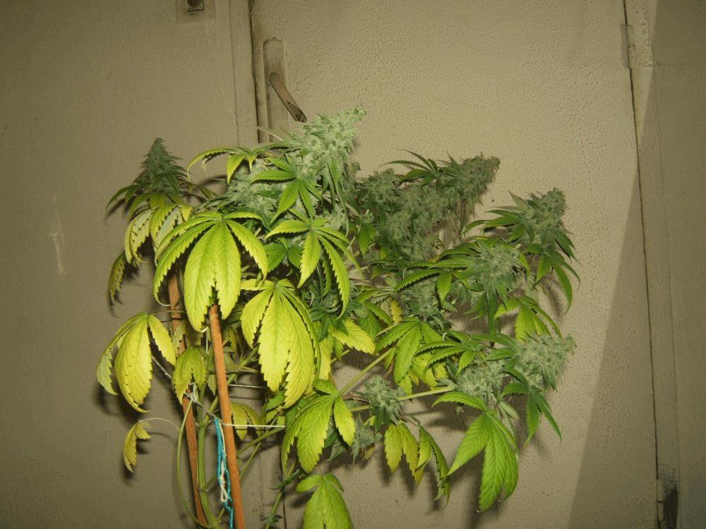 gallery_741085_2095_626632.jpg
