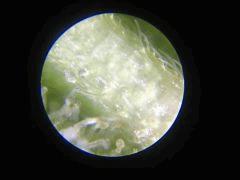 IMG 0970