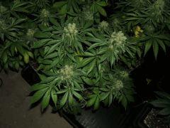 DSCF1358