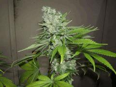 DSCF2058