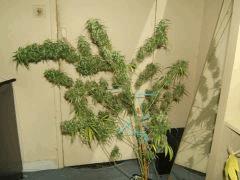 DSCF2939