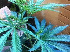 IMG 3733 001