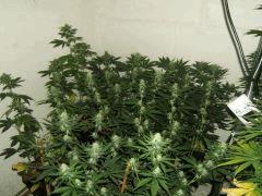 DSCF2272