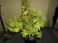 DSCF1699