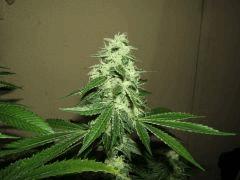 DSCF2604