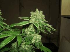 DSCF1513