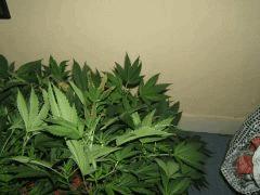 DSCF2744
