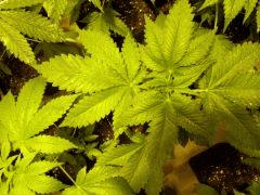 DSCF1377