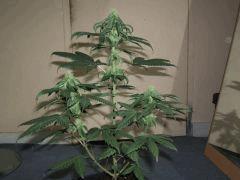DSCF2134