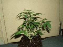 DSCF2737