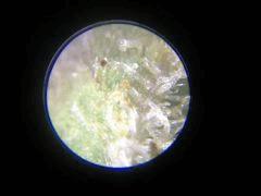 IMG 0975