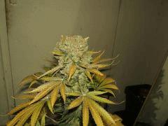 DSCF2878
