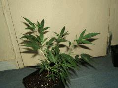 DSCF2733