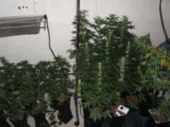 DSCF2041