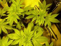 DSCF1378