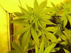 DSCF1374