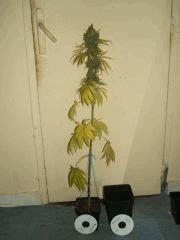 DSCF2851