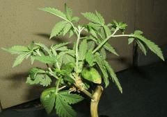 DSCF2155