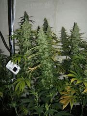 DSCF2401