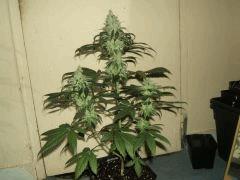 DSCF2721