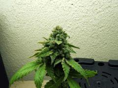DSCF1731