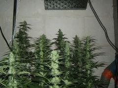 DSCF2182