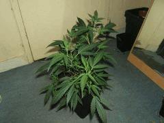 DSCF2926