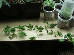 DSCF2165