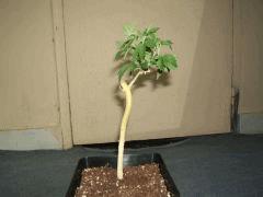 DSCF2098