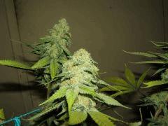 DSCF2685