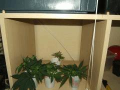 DSCF2591