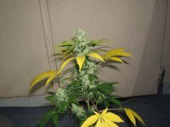 DSCF2055