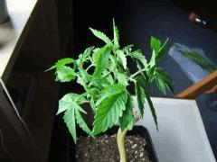 DSCF2103