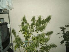 DSCF2418