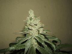 DSCF2898