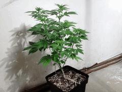 IMG 0876