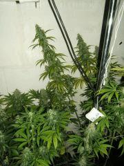 DSCF2579