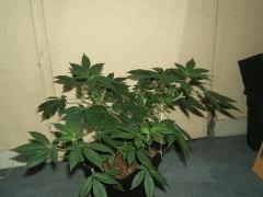 DSCF3139