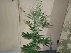 DSCF2128