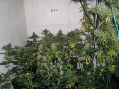 DSCF2779