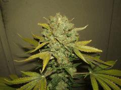 DSCF2810