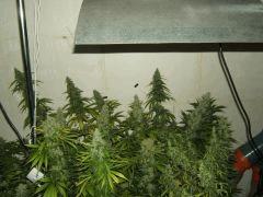 DSCF2583