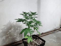IMG 0842