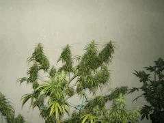DSCF2419