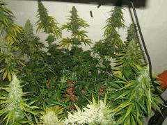 DSCF2768