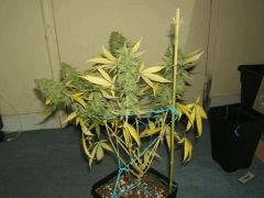 DSCF3219