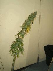 DSCF3149