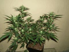 DSCF3512