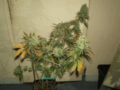 DSCF3207