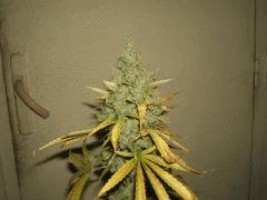 DSCF2848